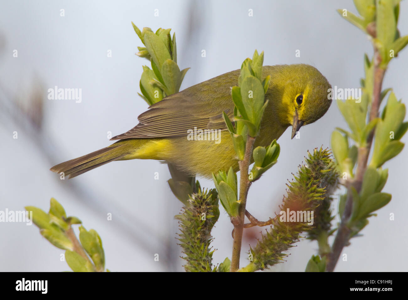 Orange-gekrönter Warbler Futter für Insekten in einer Weide, Copper River Delta, in der Nähe von Cordova, Alaska Yunan, Frühling Stockfoto
