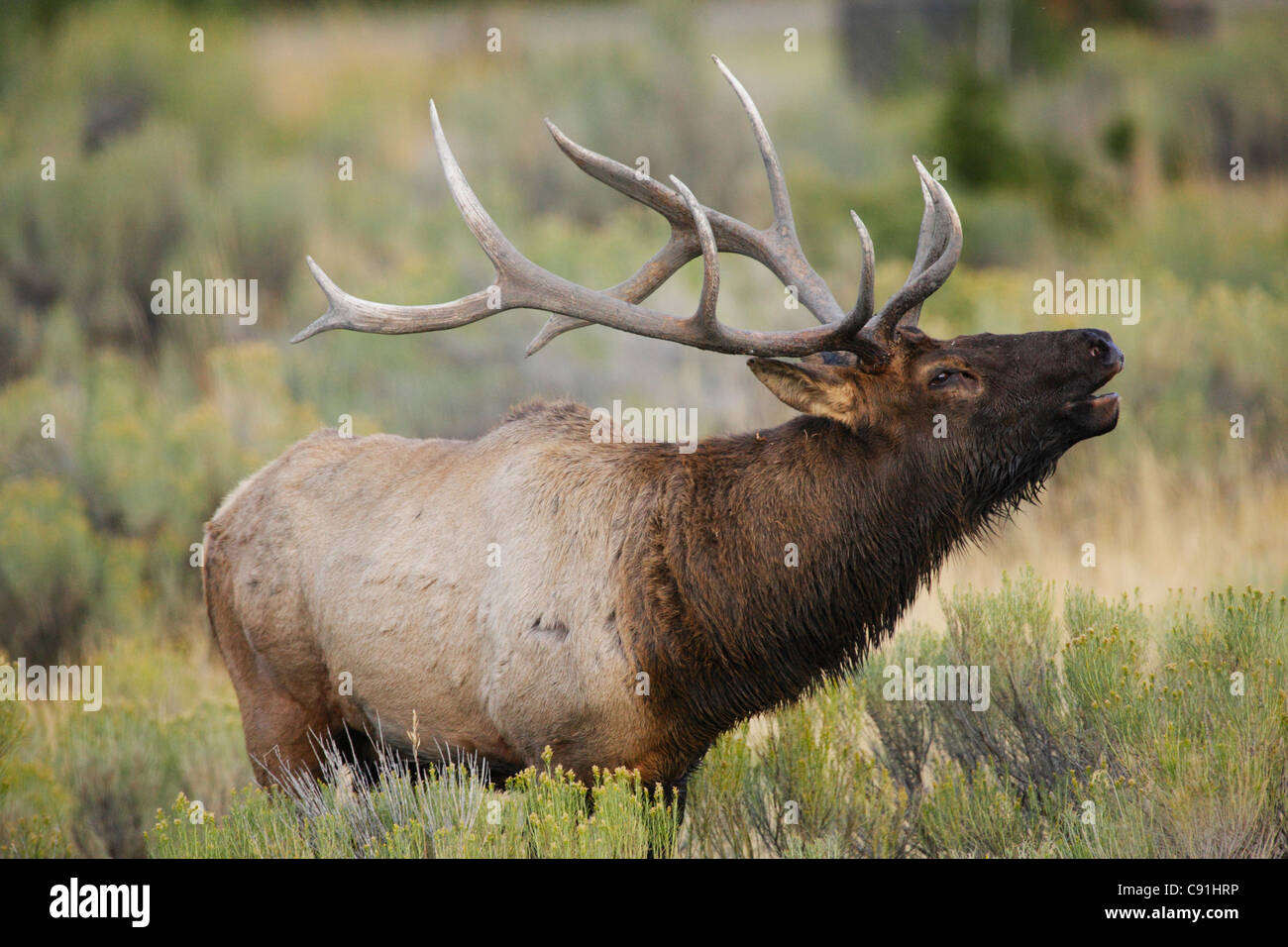 Bull Elk, Yellowstone-Nationalpark Stockfoto