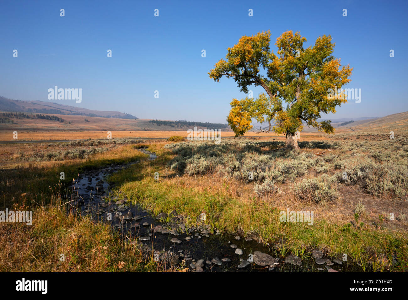 Lamar Valley, Yellowstone NP, Wyoming (Estados Unidos) Stockfoto