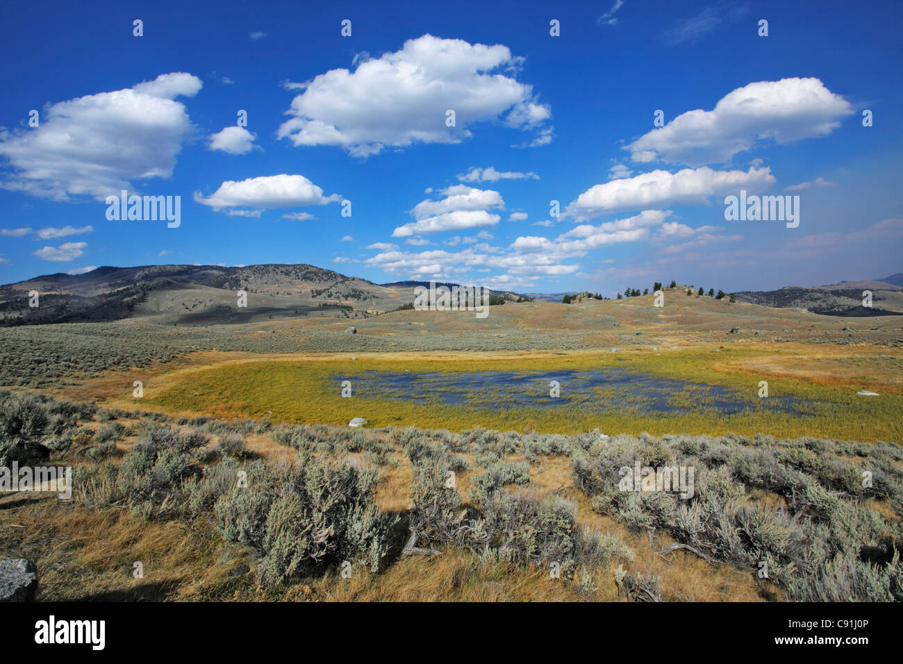 Lamar Valley, Yellowstone NP, Wyoming (Estados Unidos) Stockfoto