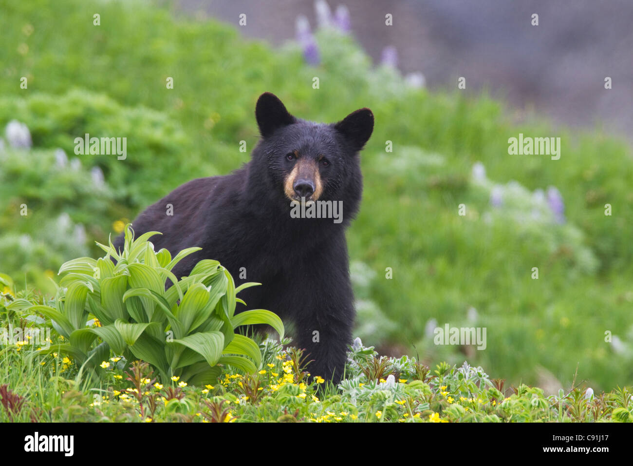 Schwarzer Bär stehend in der alpinen Vegetation, Harding Icefield Trail, Kenai Fjords National Park, in der Nähe von Seward, Alaska Yunan Stockfoto