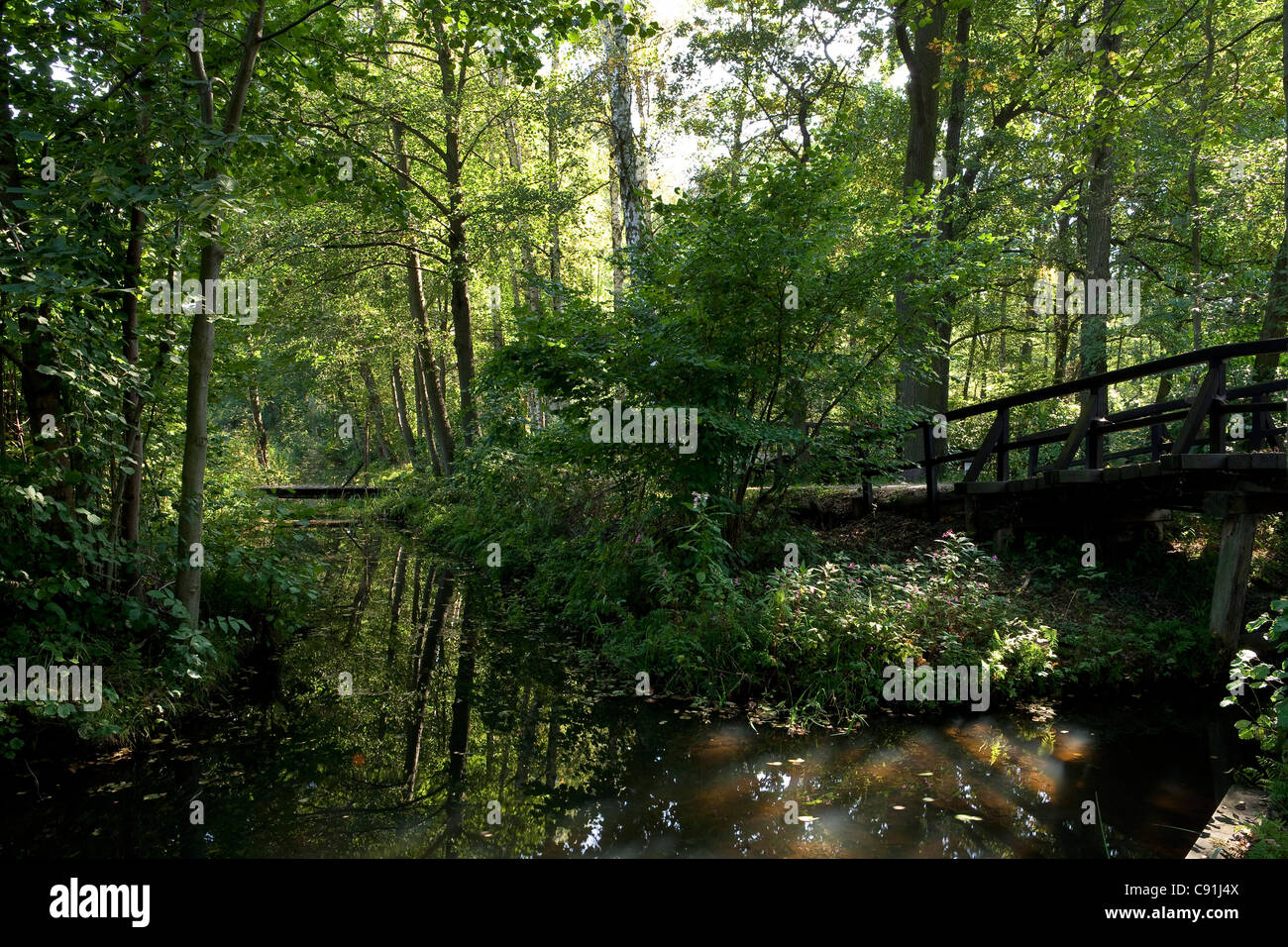 Spreewald in der Nähe von Lehde, Biosphärenreservat Spreewald, Brandenburg, Deutschland, Europa Stockfoto