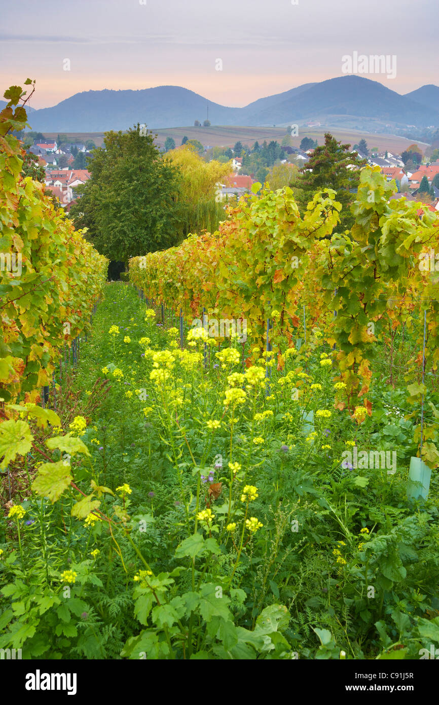 Kleine kalmit Fotos und Bildmaterial in hoher Auflösung Alamy