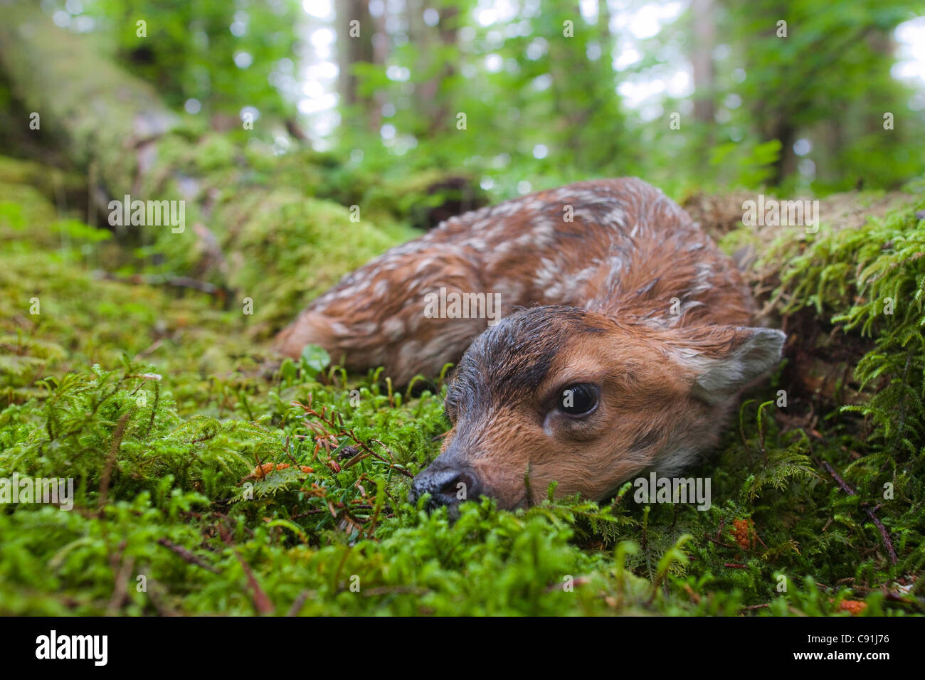 Schwarz - Tailed Hirsche Rehkitz liegend im Moos bedeckt Regenwald, Montague Island, Prinz-William-Sund, Yunan Alaska, Sommer Stockfoto