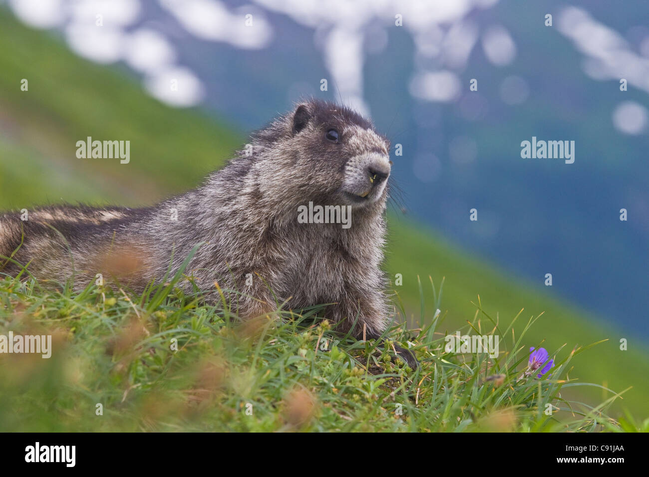 Hoary Marmot am Eingang zur Höhle, Kenai Fjords National Park, Yunan Alaska, Sommer Stockfoto