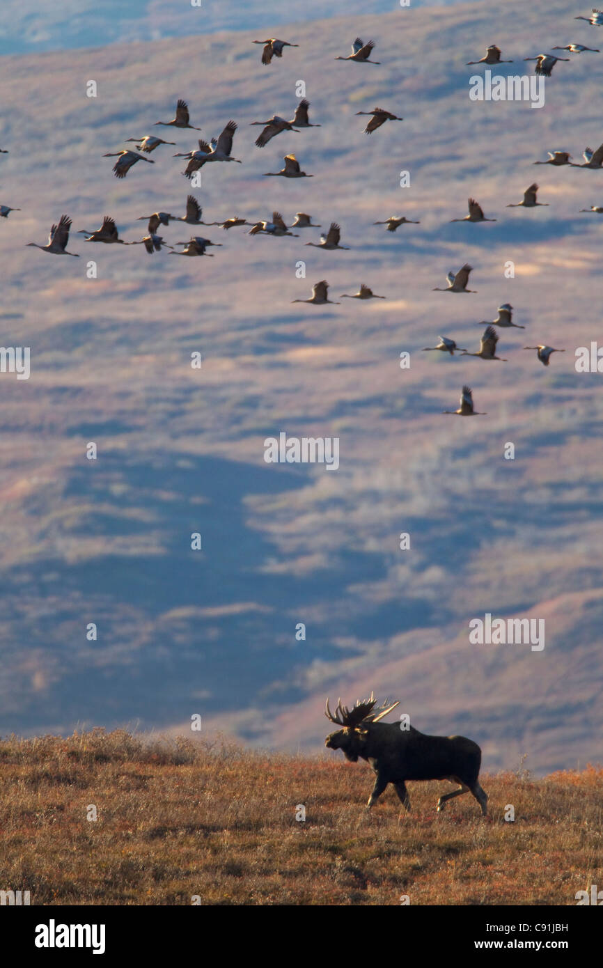 Elch Bulle zu Fuß auf Tundra mit Herde von wandernden Kraniche vorbei, Denali Nationalpark, Alaska Interior Stockfoto