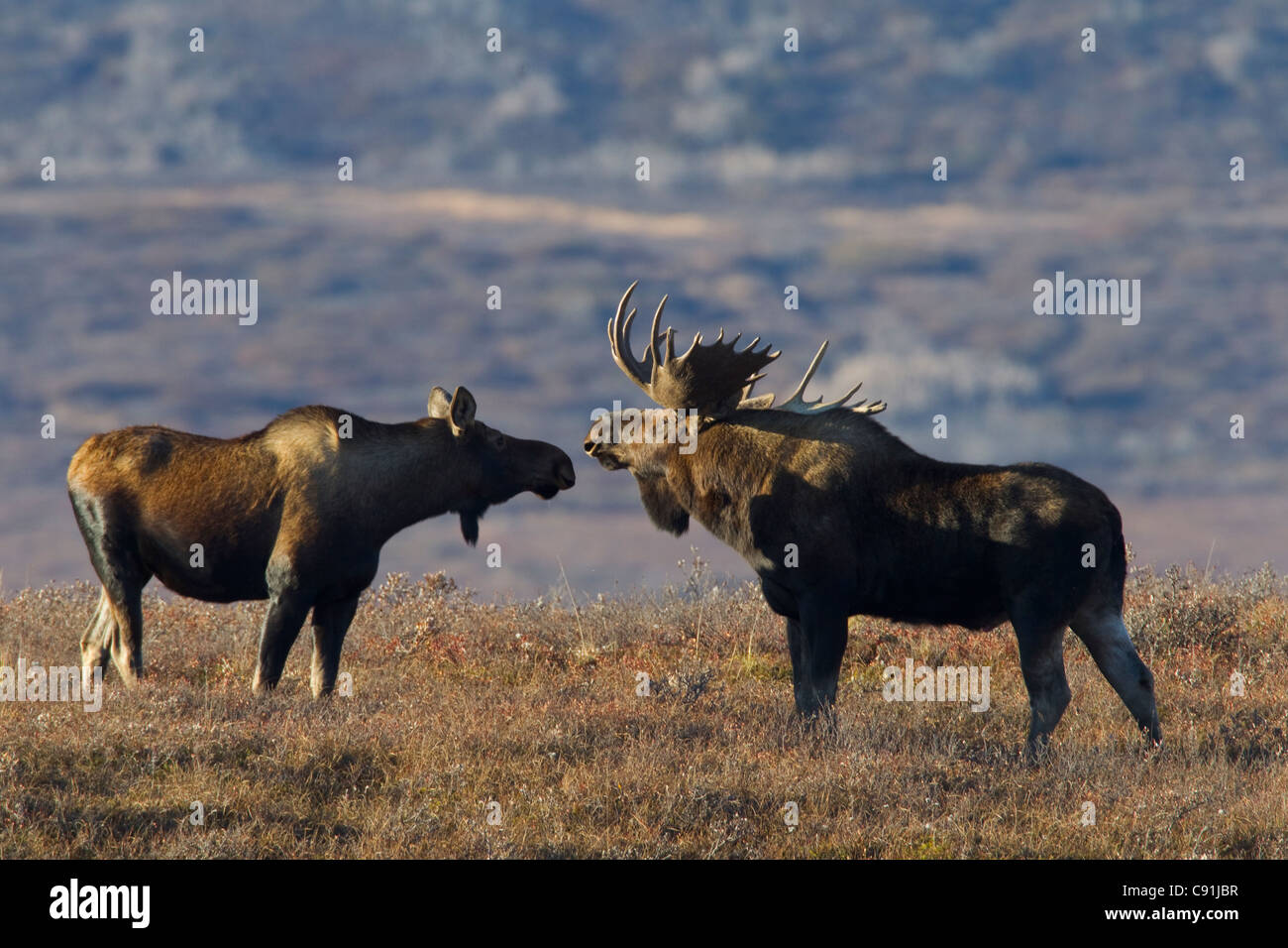 Elch Bulle und Kuh treffen Nase an Nase auf Tundra in Brunft, Denali Nationalpark, Alaska Interior, Herbst Stockfoto