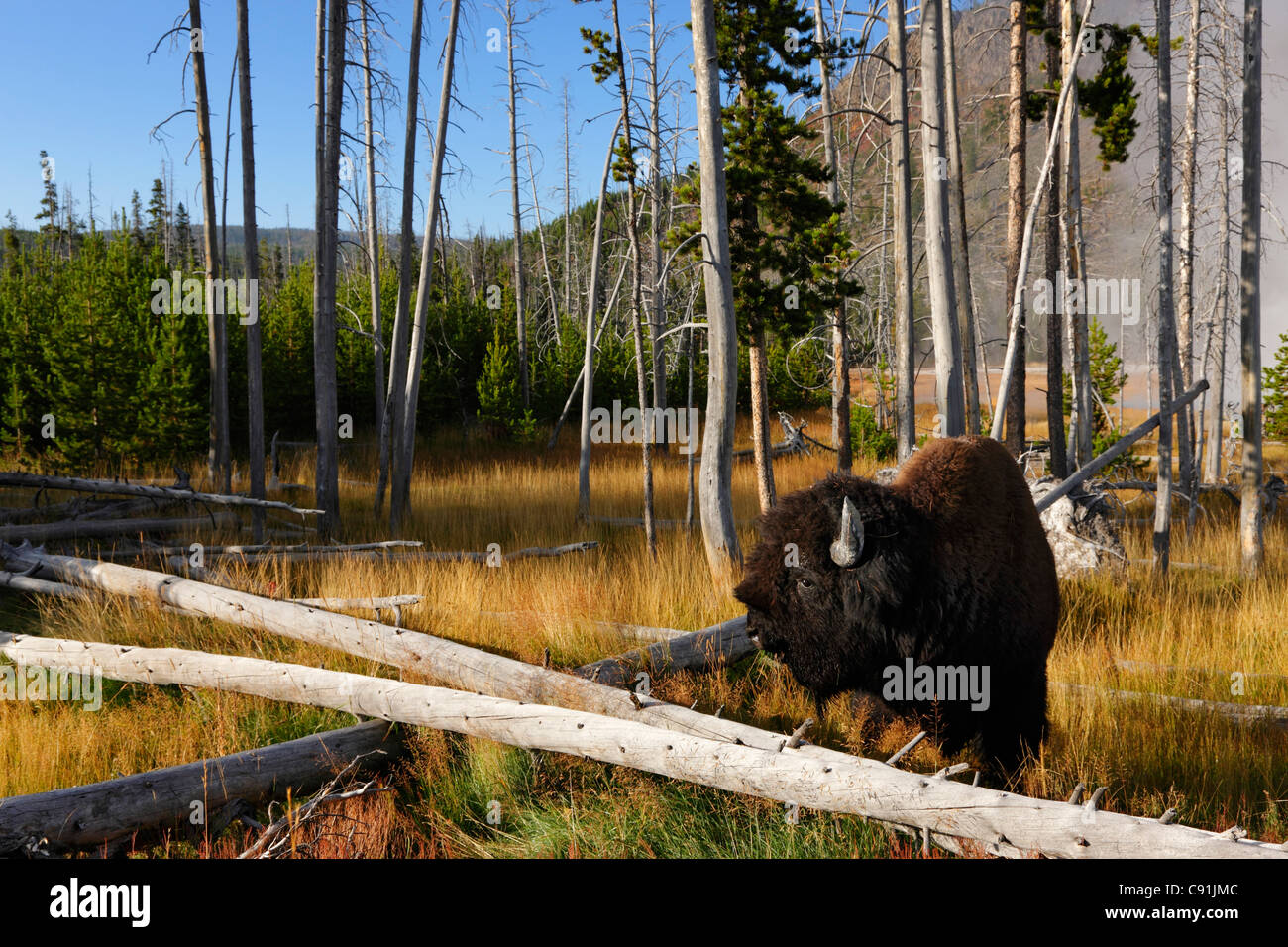 Bison, Keks-Becken, Yellowstone-Nationalpark Stockfoto