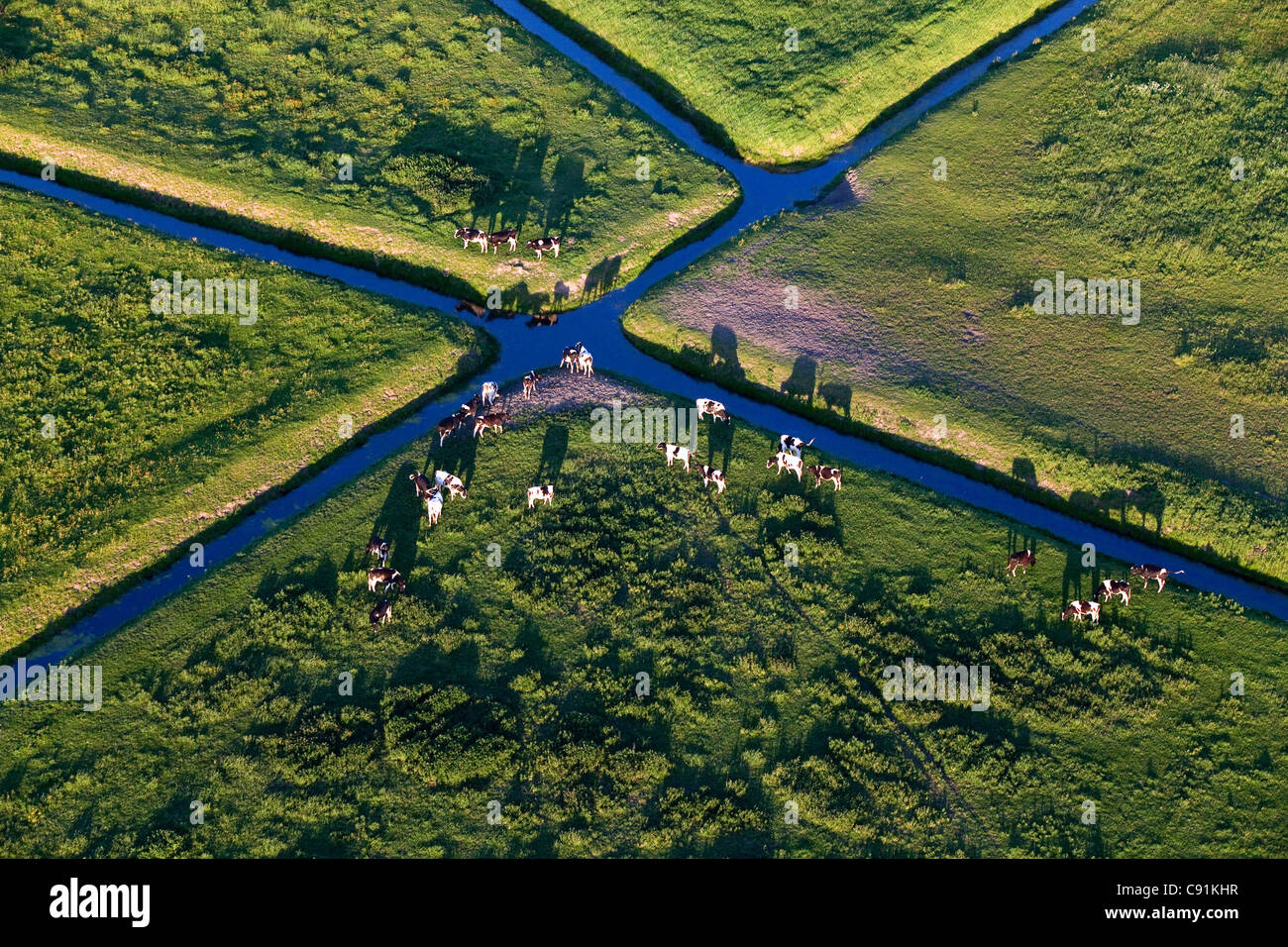 Luftbild von Entwässerungskanälen und Fresian Rinder in Wiesen in der Nähe der Weser, Niedersachsen Stockfoto