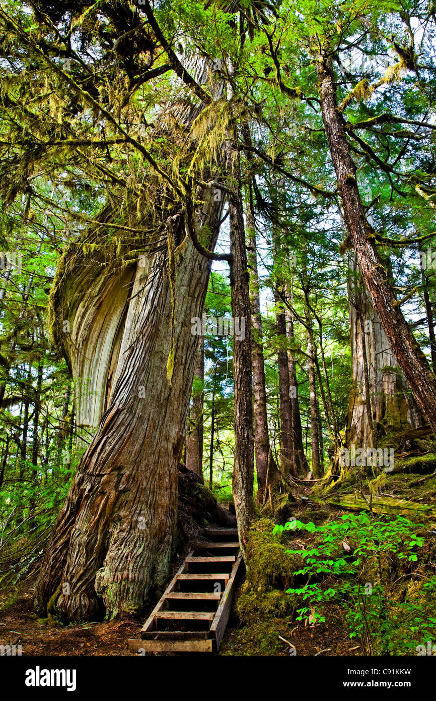 Schritte führen vorbei an einem moosigen, Verdrehung Baum entlang Mittagessen fällt Loop Trail, Siedler Cove State Freizeit Site, Ketchikan, Alaska Stockfoto