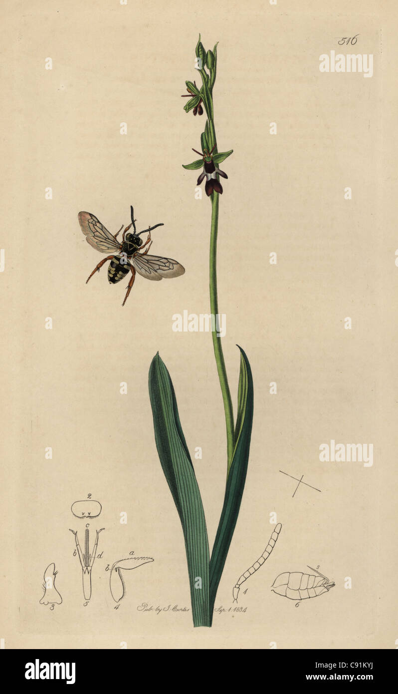 Epeolus Variegatus, Kuckuck Biene mit Fliege Ophrys, Ophrys Muscifera. Stockfoto
