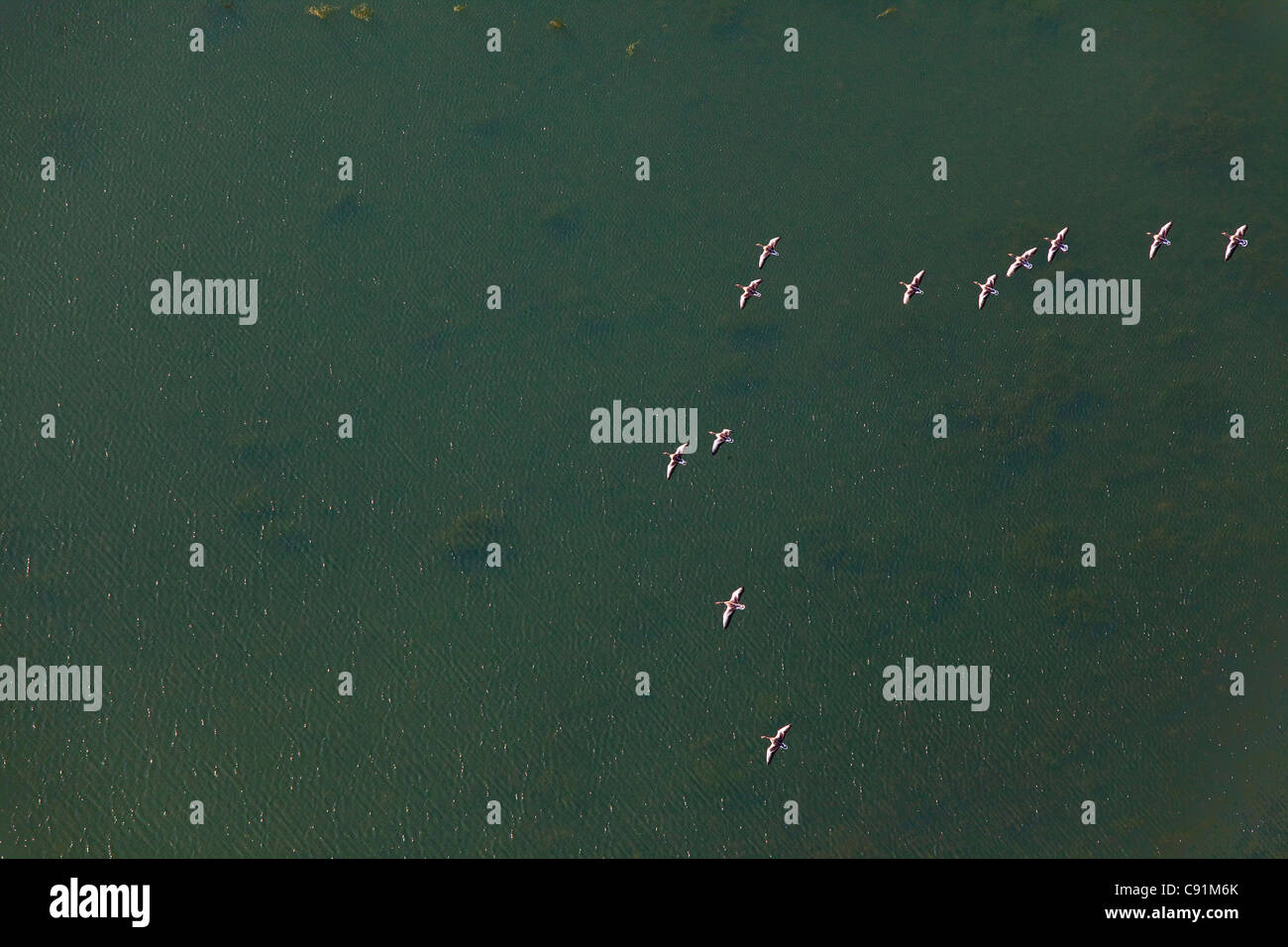 Luftbild der Vögel im Flug über der Weser, Niedersachsen, Deutschland Stockfoto