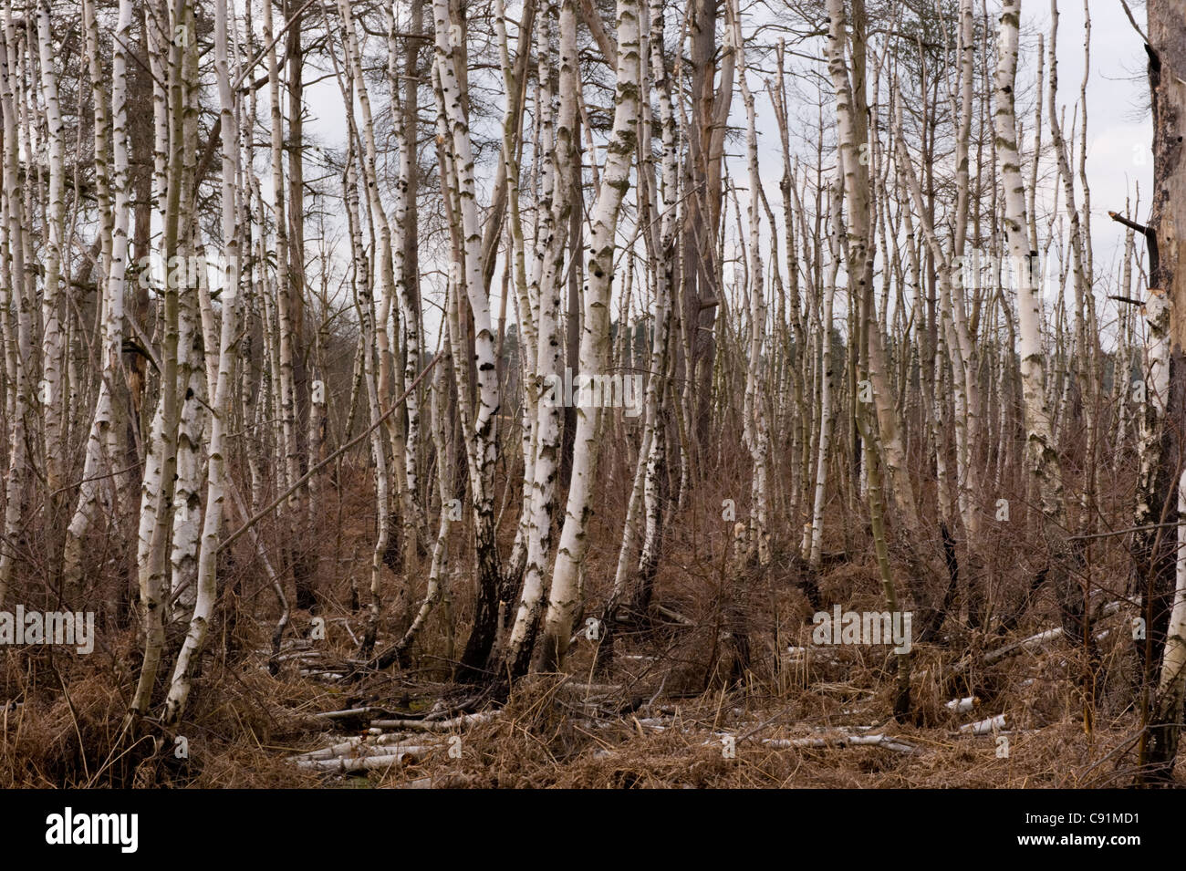 Ein Wäldchen von Toten Betula Alba, Birke, gemeinsame Thursley, Thursley, Surrey, UK Stockfoto