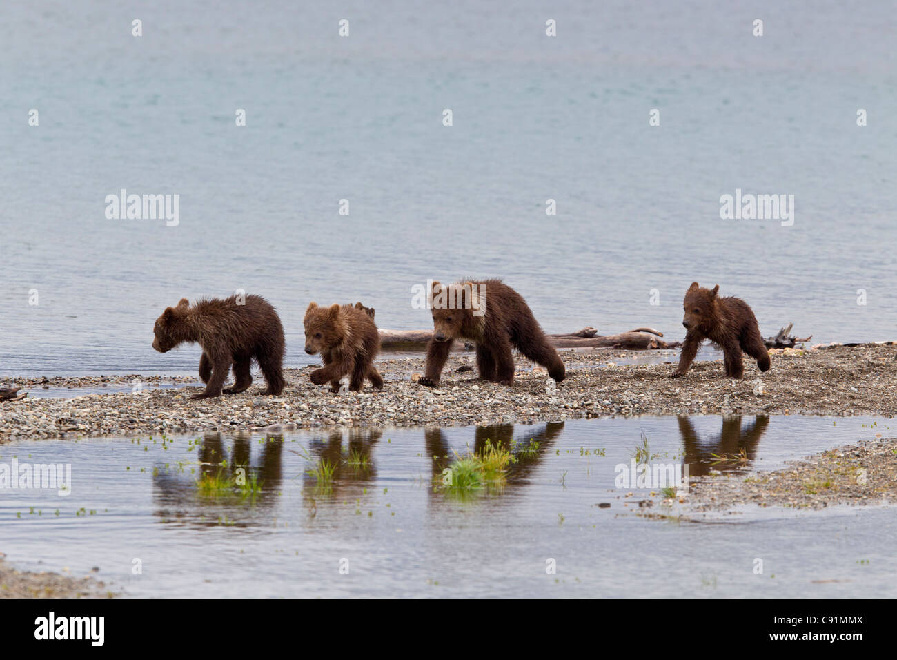 Vier Brown Bärenjungen Fuß entlang der Nehrung während ihrer Überlegungen in einem Pool, Brooks Camp, Katmai Nationalpark, Alaska gefangen sind Stockfoto