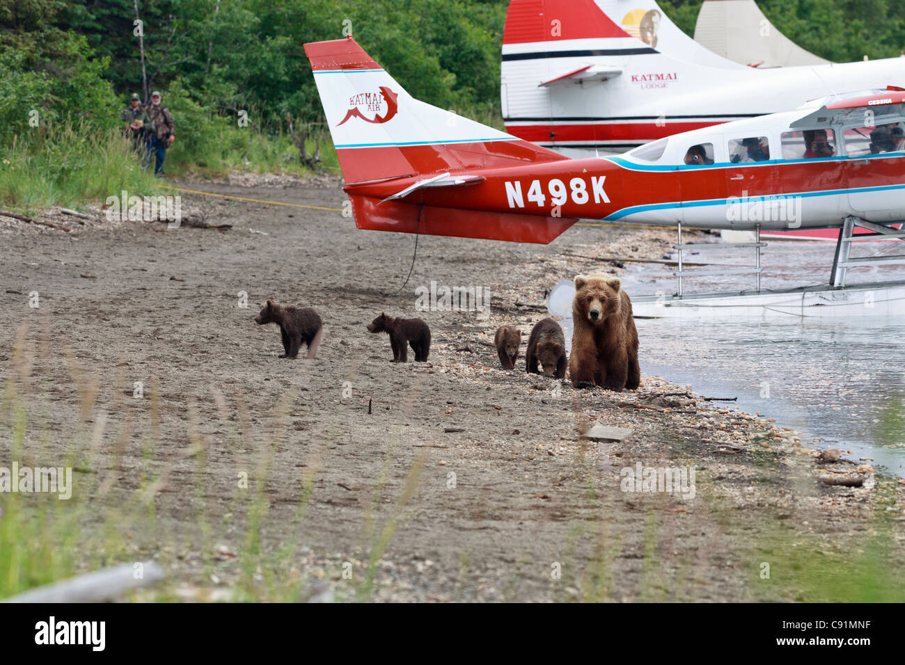 Braunbär Sau führt ihre vier jungen hinunter den Strand von Naknek Lake, Vergangenheit angedockt Wasserflugzeuge, Katmai Nationalpark, Alaska Stockfoto
