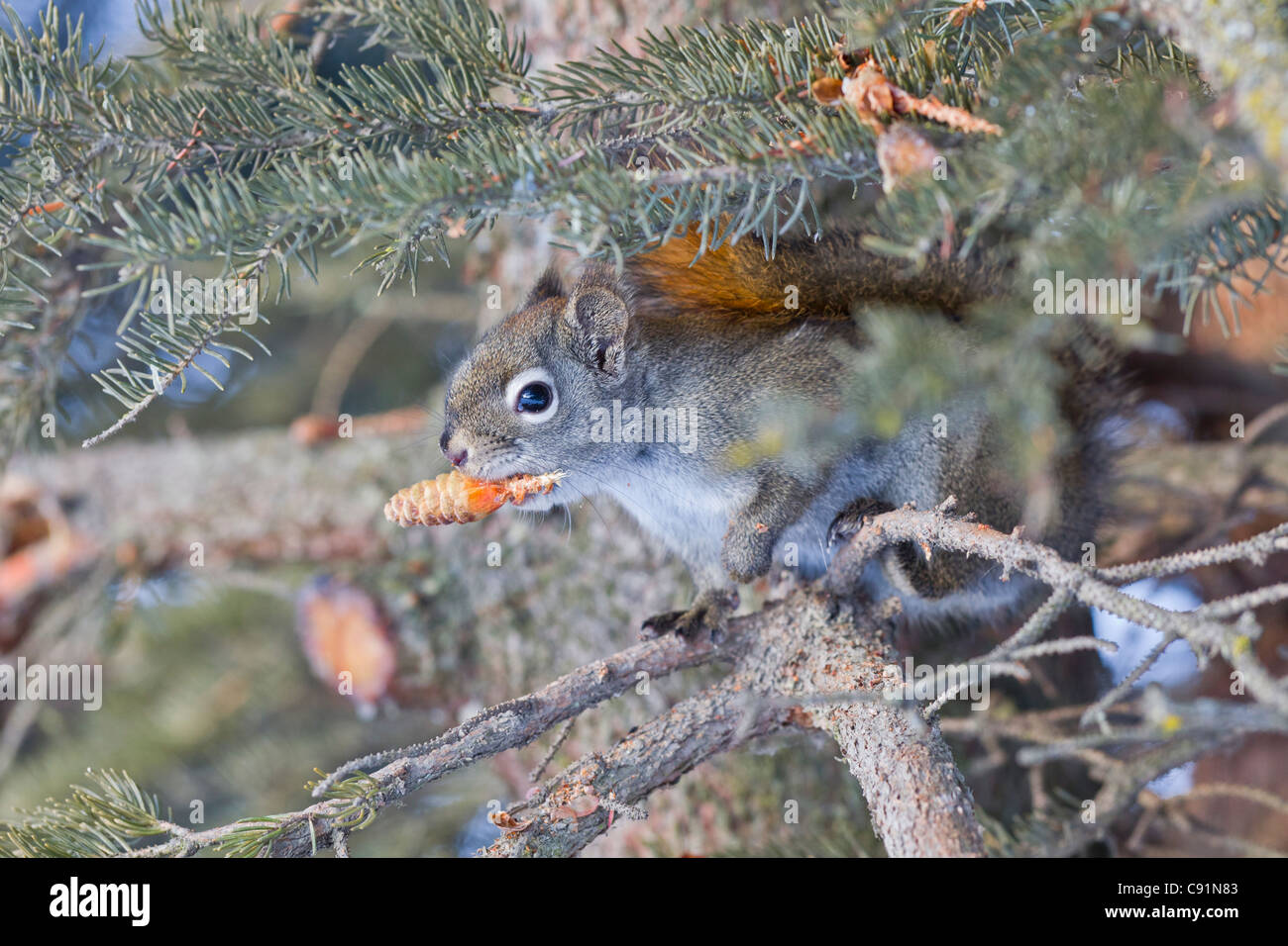 Eichhörnchen auf einem Fichte Ast sitzen und Essen Fichtenzapfen, Anchorage, Alaska Yunan, Winter Stockfoto