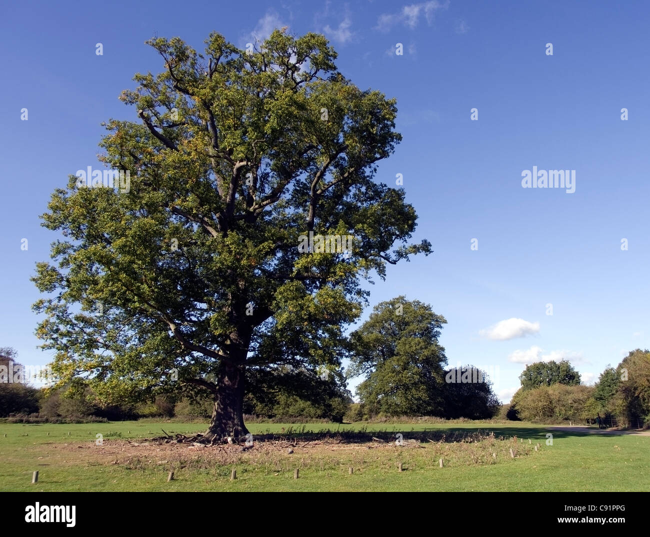 alte Eiche Hatfield Forest Stockfoto