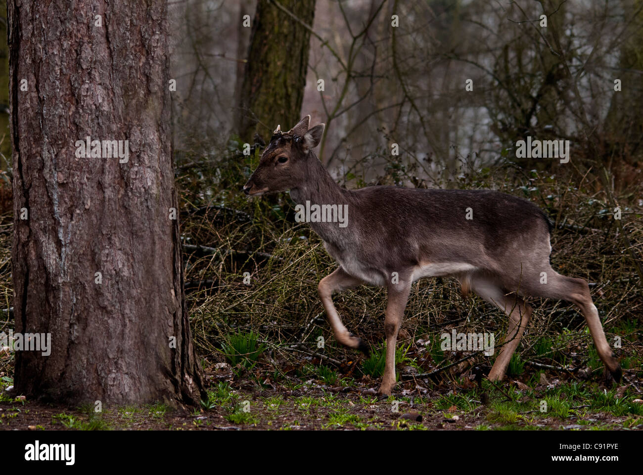 Reh Hirsch in einem Waldgebiet, clearing, ein kleines Reh nicht oft zu sehen, wie sie sehr misstrauisch gegenüber Menschen sind. Stockfoto
