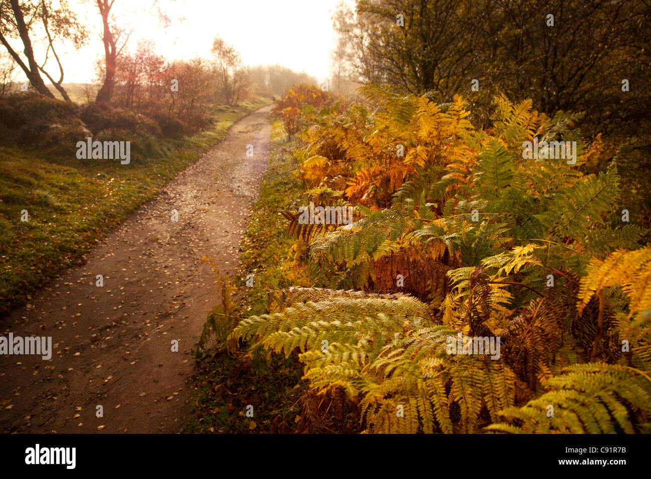 Nebliger Morgen Weg am Waldrand mit Farnen, Froggetts Rand, Peak District, Derbyshire, England führen ausgekleidet Stockfoto