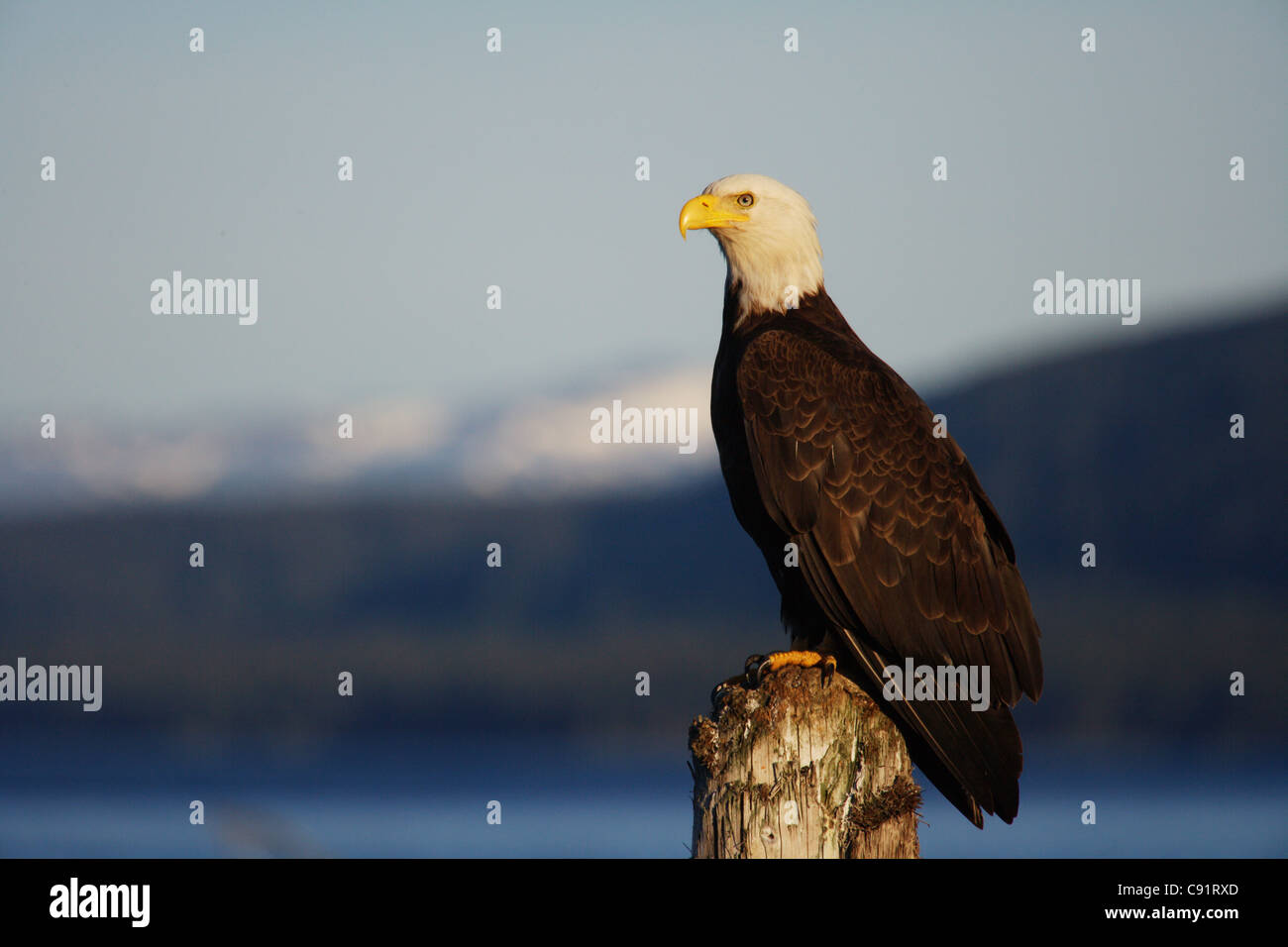 Amerikanische Weißkopfseeadler sitzt auf Barsch Alaska Kodiak Stockfoto