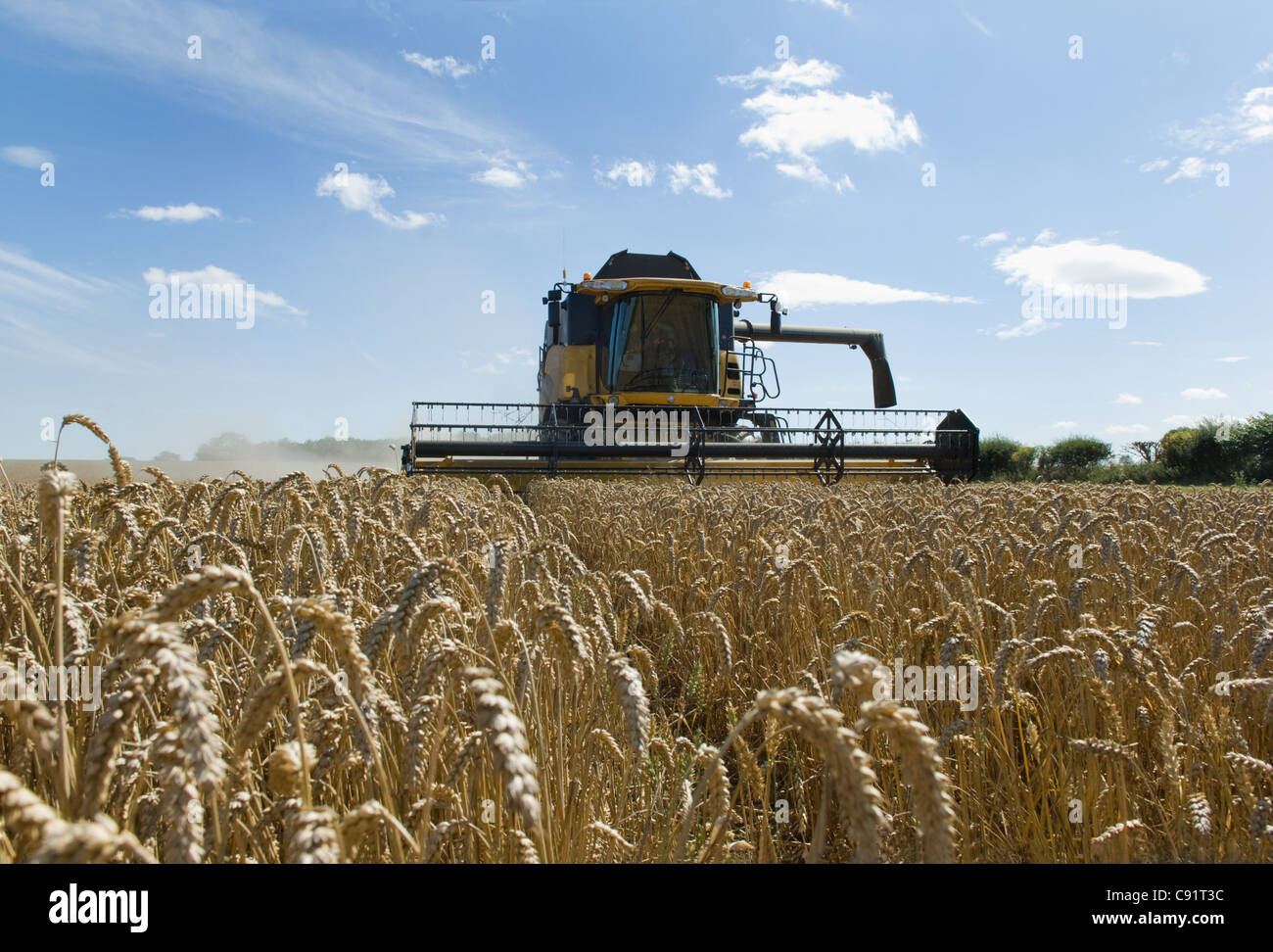 Drescher beim Ernten von Weizen Stockfoto