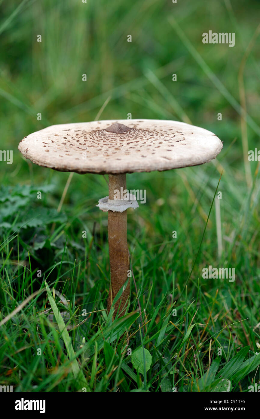 Pilz Parasol (Macrolepiota Procera) Stockfoto
