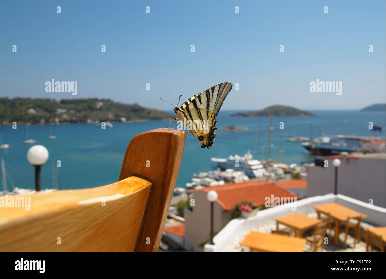 Schwalbenschwanz-Schmetterling auf Stuhl im Restaurant der Stadt Skiathos, Skiathos, Griechenland Stockfoto