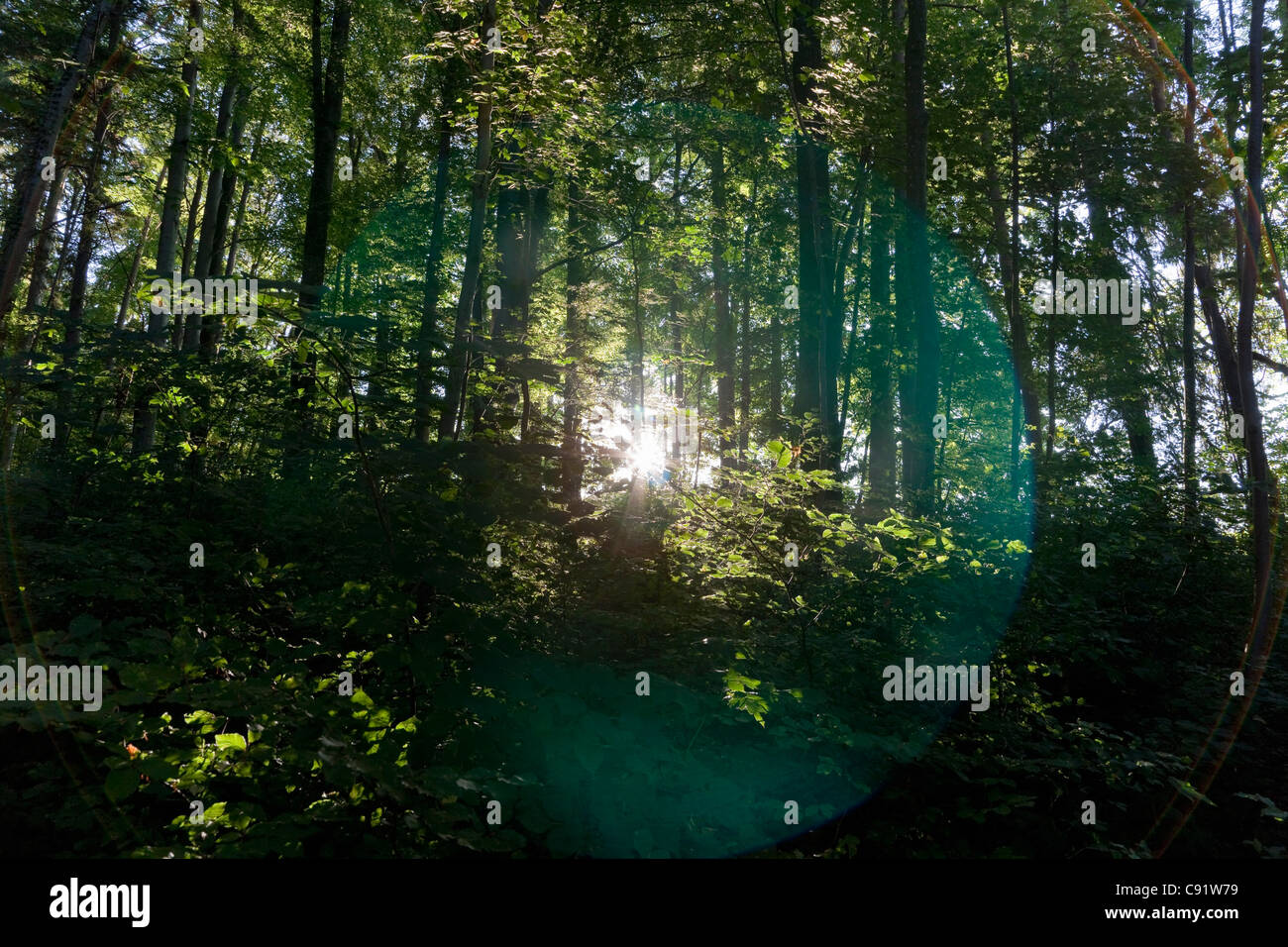 Sonne durch die Bäume im Wald Stockfoto
