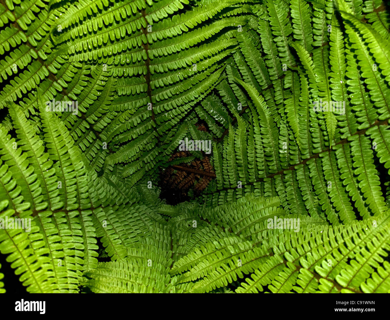 Horizontale Porträt gemeinsame Wurmfarn, Dryopteris Filix-mas Stockfoto