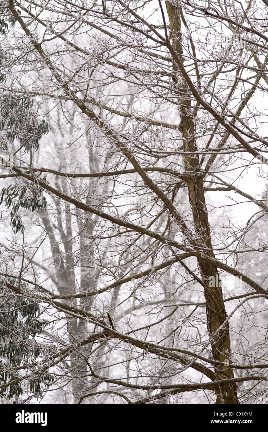 Im Winter leiden viele Teilen Englands harte Fröste welche Mantel Bäume und Landschaften mit einer Hülle aus Eis Stockfoto