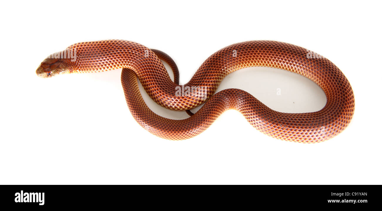 König braun, Mulga Snake oder Pilbara cobra Stockfoto
