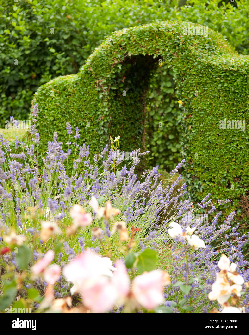 Lavendel und Liguster Absicherung sind alltäglich in traditionellen englischen Gärten. Stockfoto