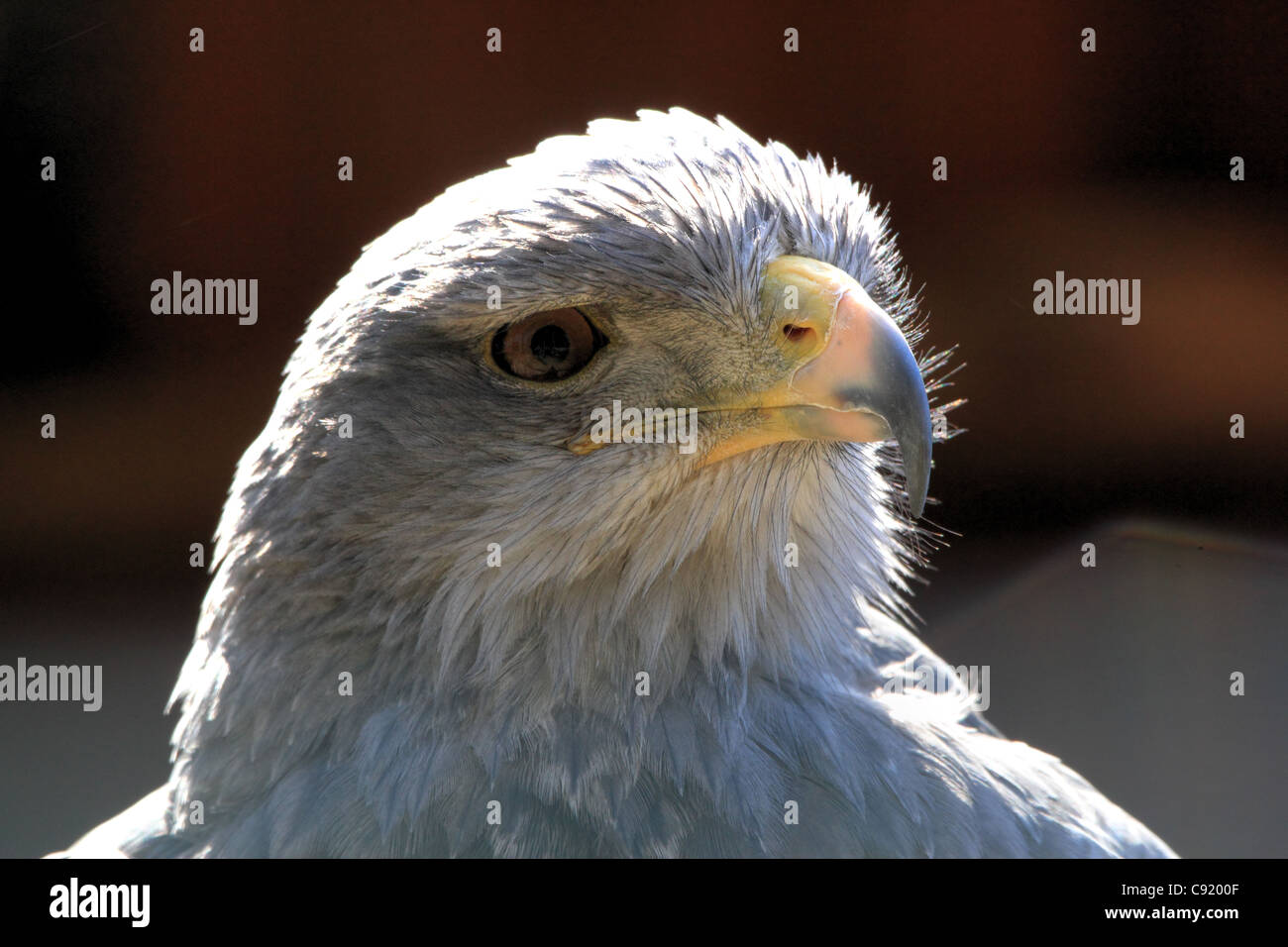 Schwarz-chested Bussard-Adler-Porträt Stockfoto