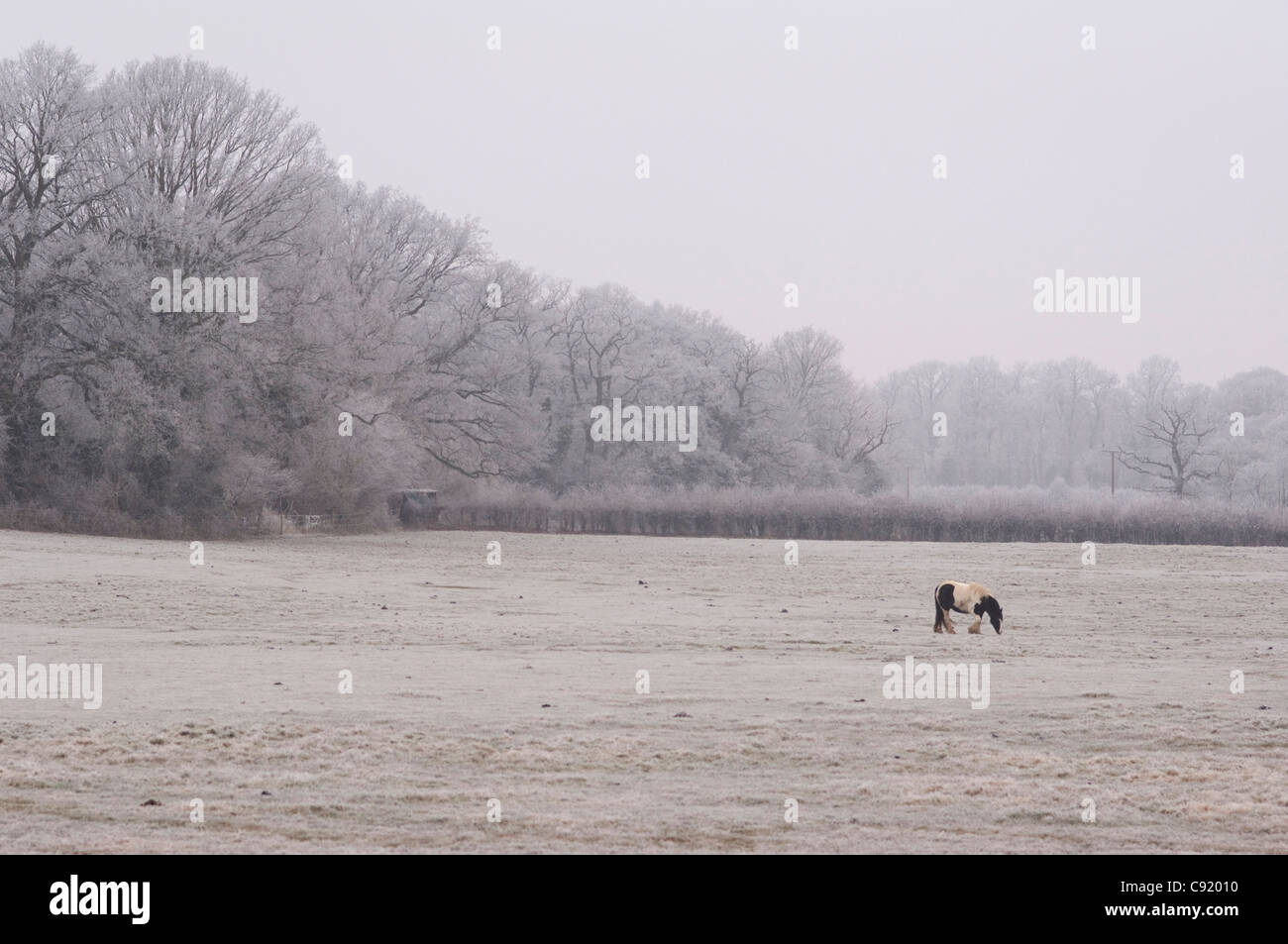 Im Winter leiden viele Teilen Englands harte Fröste welche Mantel Bäume und Landschaften mit einer Hülle aus Eis Stockfoto