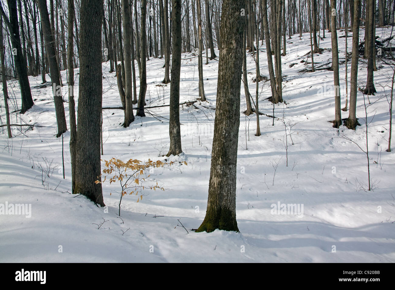 Östlicher Laubwald, Spätwinter, E USA, von Carol Dembinsky/Dembinsky Photo Assoc Stockfoto