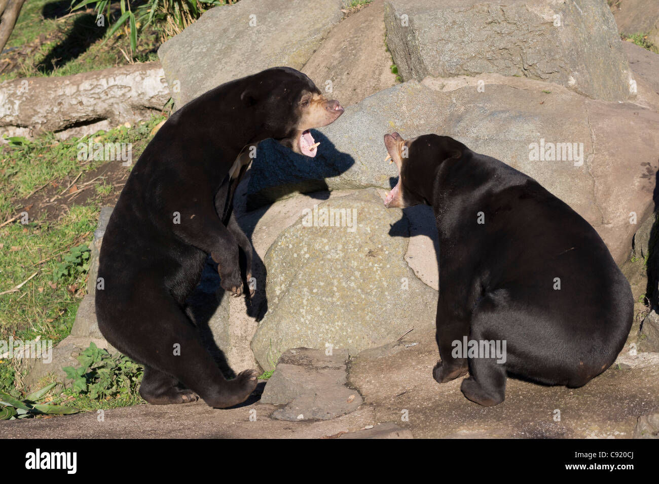 Edinburgh Zoo, Schottland - Somnang und Rotana, Malayische Sonnenbären, Sparring. Helarctos malayanus. Stockfoto