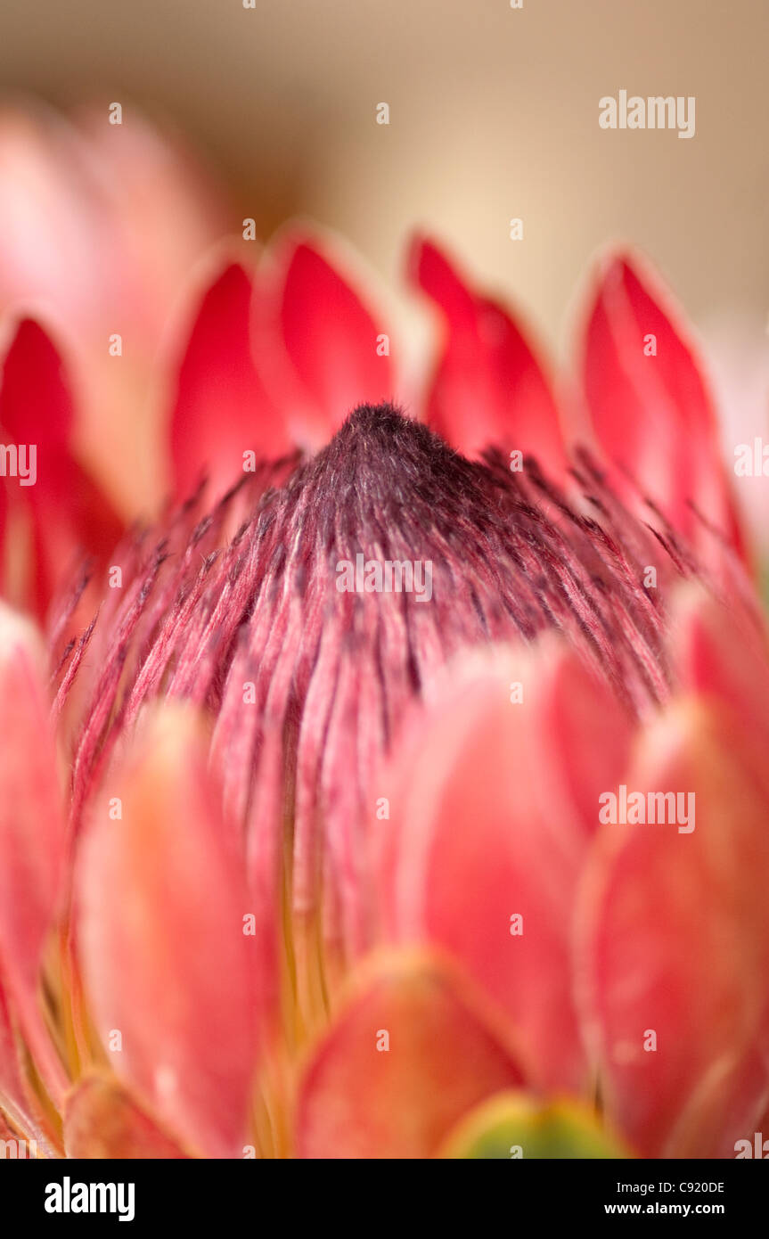 Die Königsprotea Protea Cynaroides ist eine blühende Pflanze. Es ist weit verbreitet in den südwestlichen und südlichen Teilen des Stockfoto