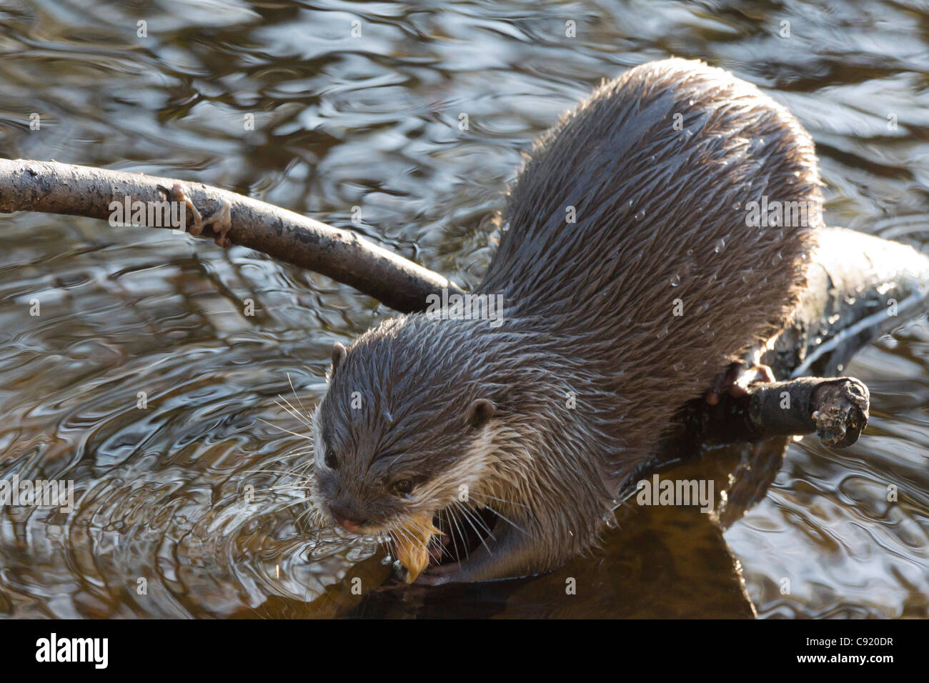 Edinburgh Zoo, Schottland - Aonyx Cinerea, orientalische oder asiatische kleine krallte otter Stockfoto