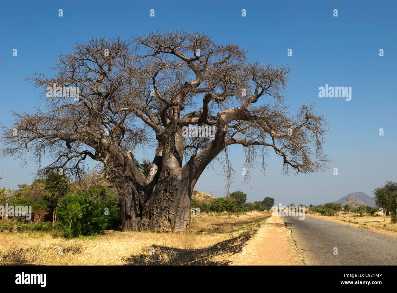 Baobab-Bäumen stehen den Straßenrändern von zentralen Malawi. Stockfoto
