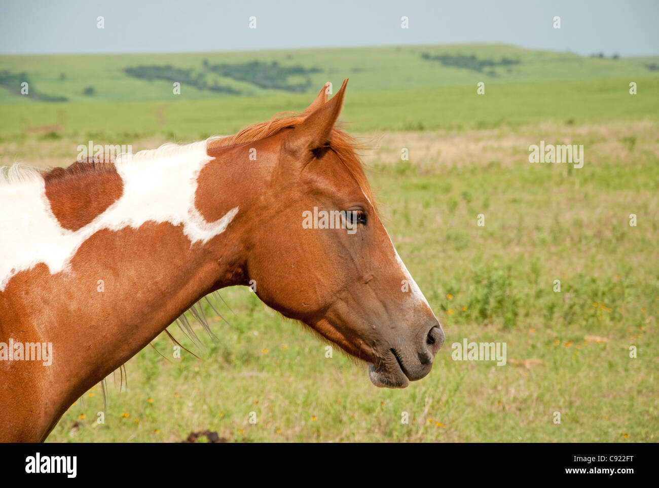 Junge Kastanien und weiß malen Pferd in der Prärie Weide Stockfoto