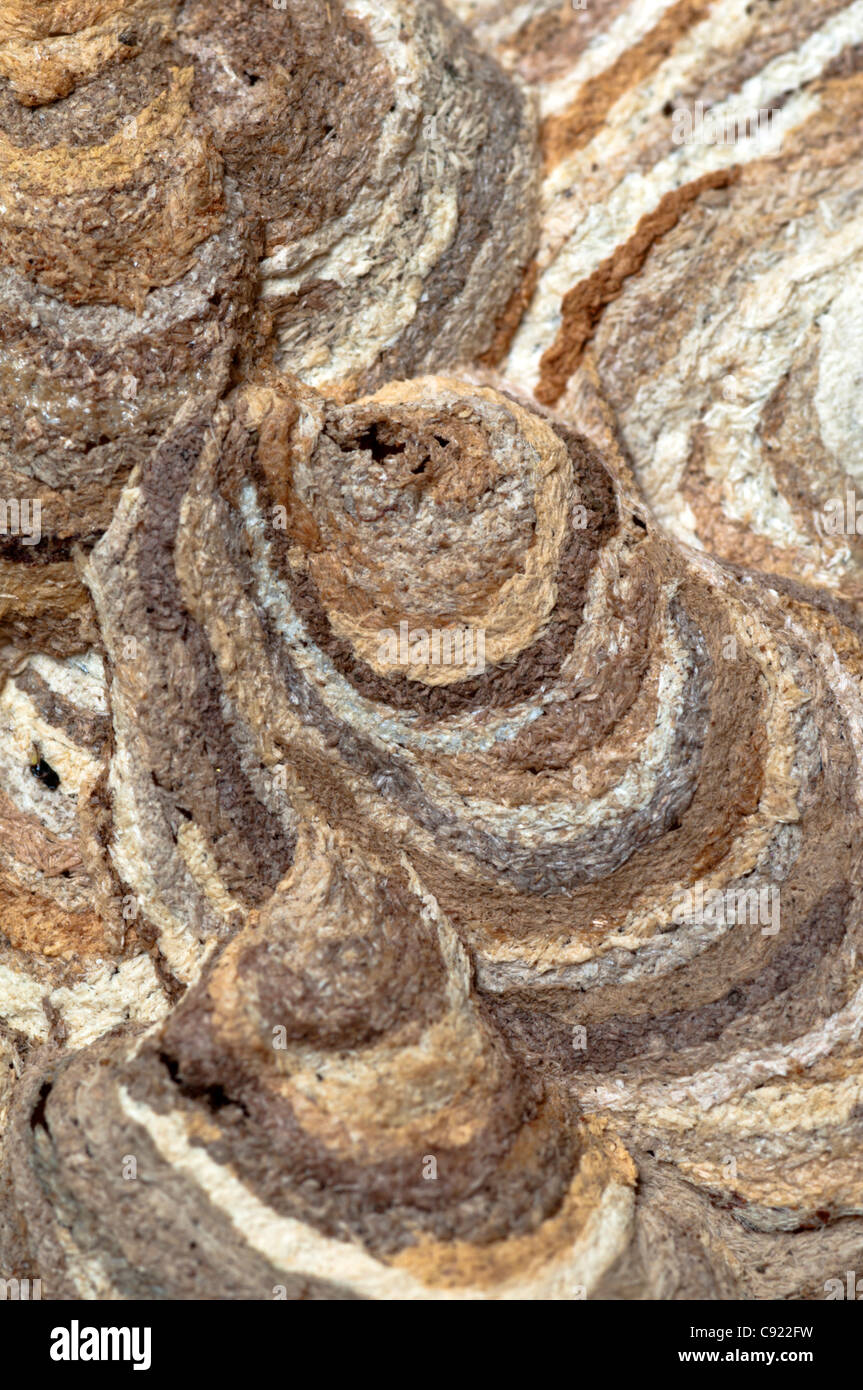 Das Nest der Vespula Vulgaris, gemeinsame Wespe. Stockfoto