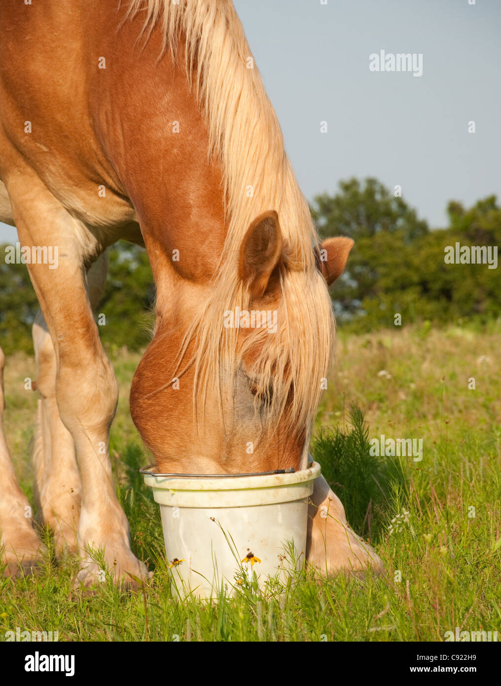 Nahaufnahme von einem belgischen Zugpferd sein Futter aus einem Eimer Essen Stockfoto