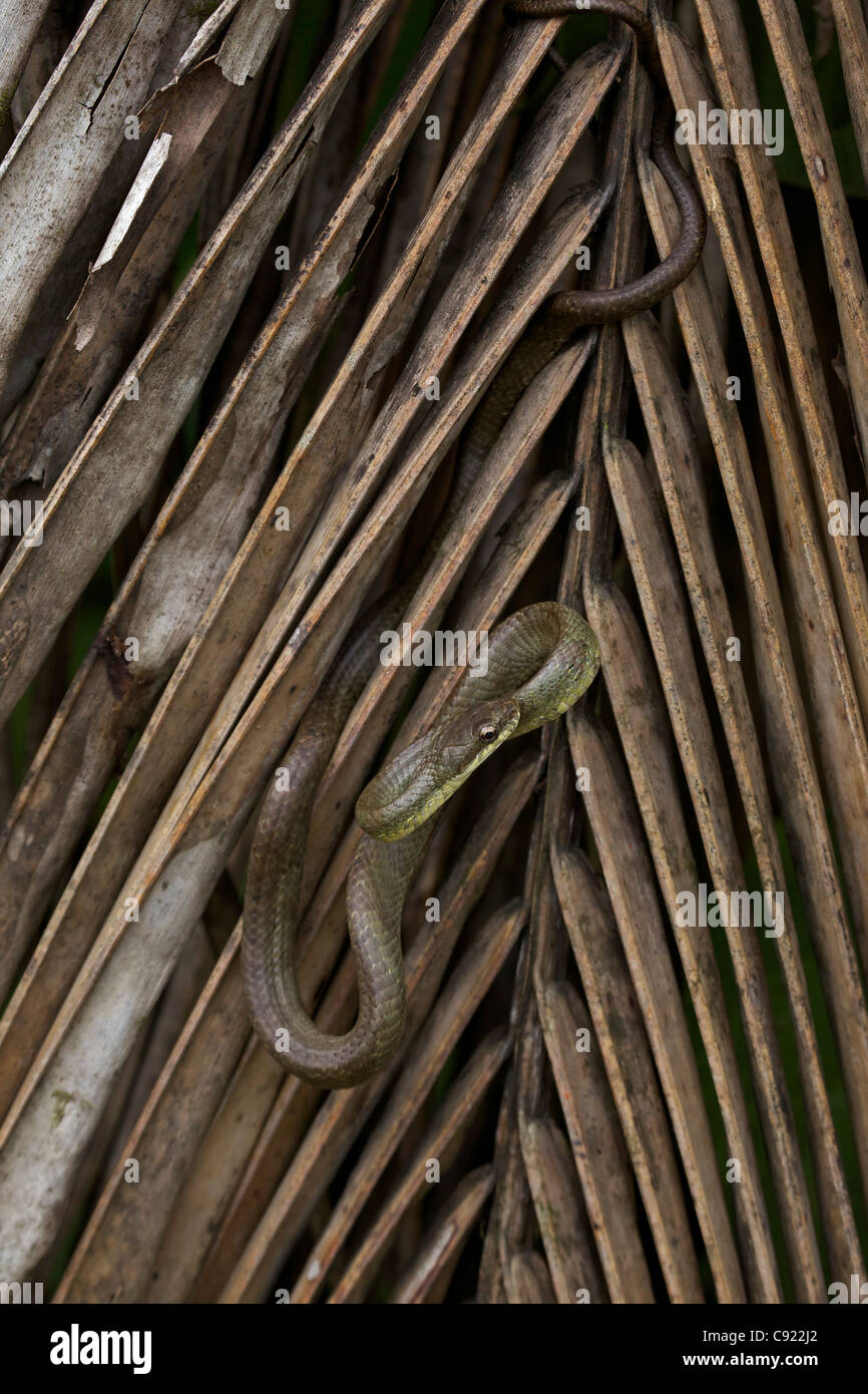 Lachs-bellied Racer - (Mastigodryas Melanolomus) - costarica - tropischer Regenwald - nicht giftig Stockfoto