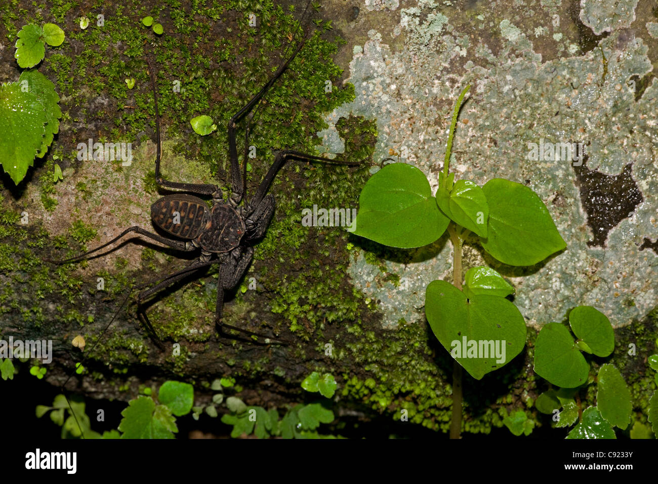 Tail-weniger Peitsche Scorpion - (Phrynus Whitei) - Costa Rica - Amblypygid - tropischen Trockenwald - Santa Rosa Nationalpark Stockfoto