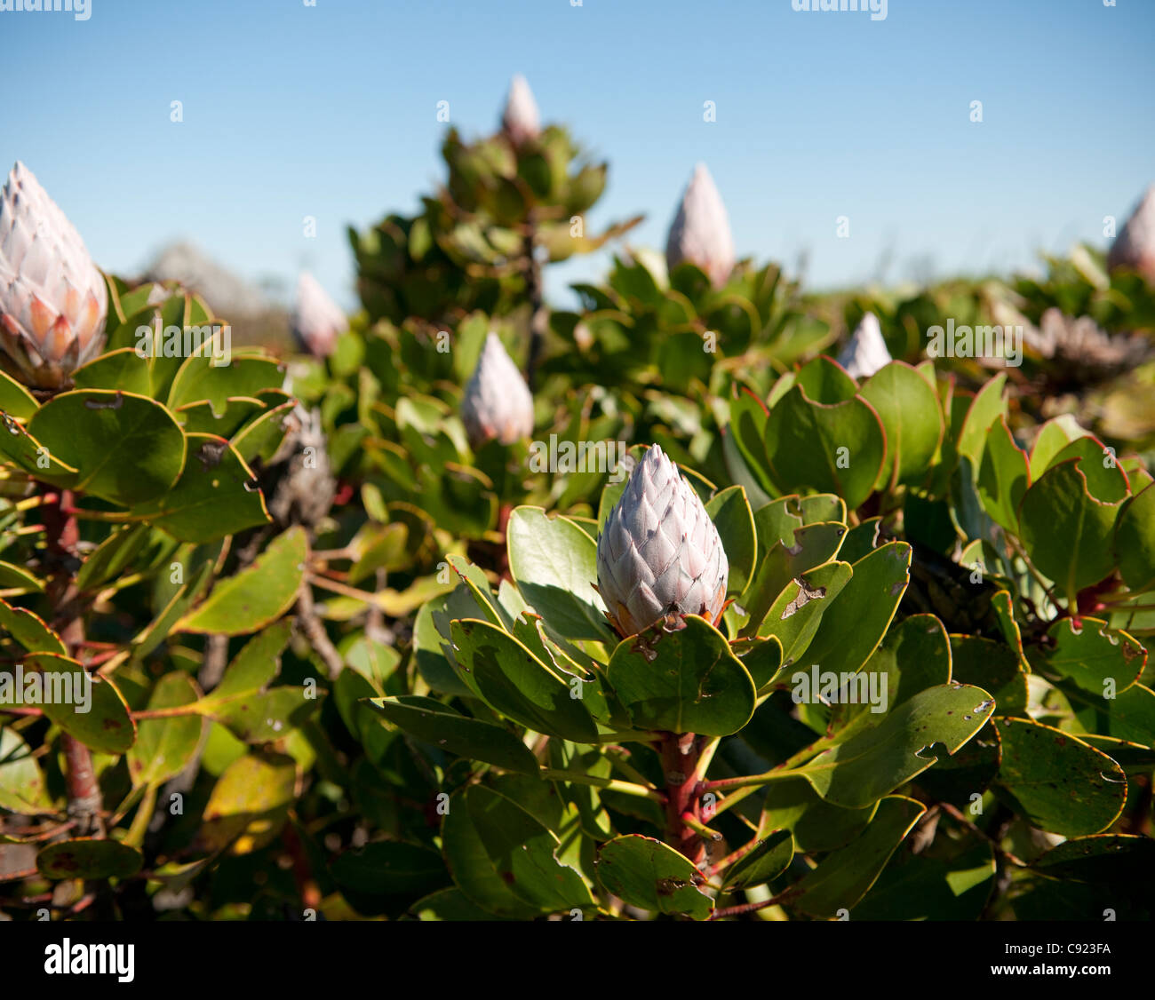 Protea wachsen wild in Hülle und Fülle an der Spitze des Tafelbergs