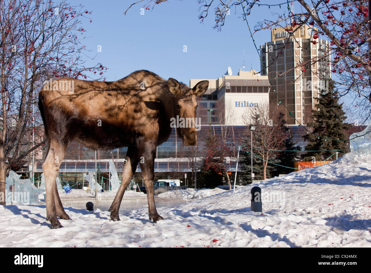Eine Kuh Elch in der Nähe der Buildling Performing Arts Center in der Innenstadt von Anchorage, Alaska Yunan, Winter Stockfoto