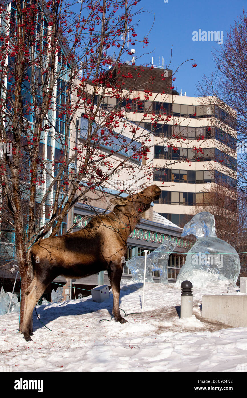 Ein Elch Kuh ernährt sich von Beeren der Eberesche neben der Performing Arts Center Buildling in der Innenstadt von Anchorage, Alaska Stockfoto