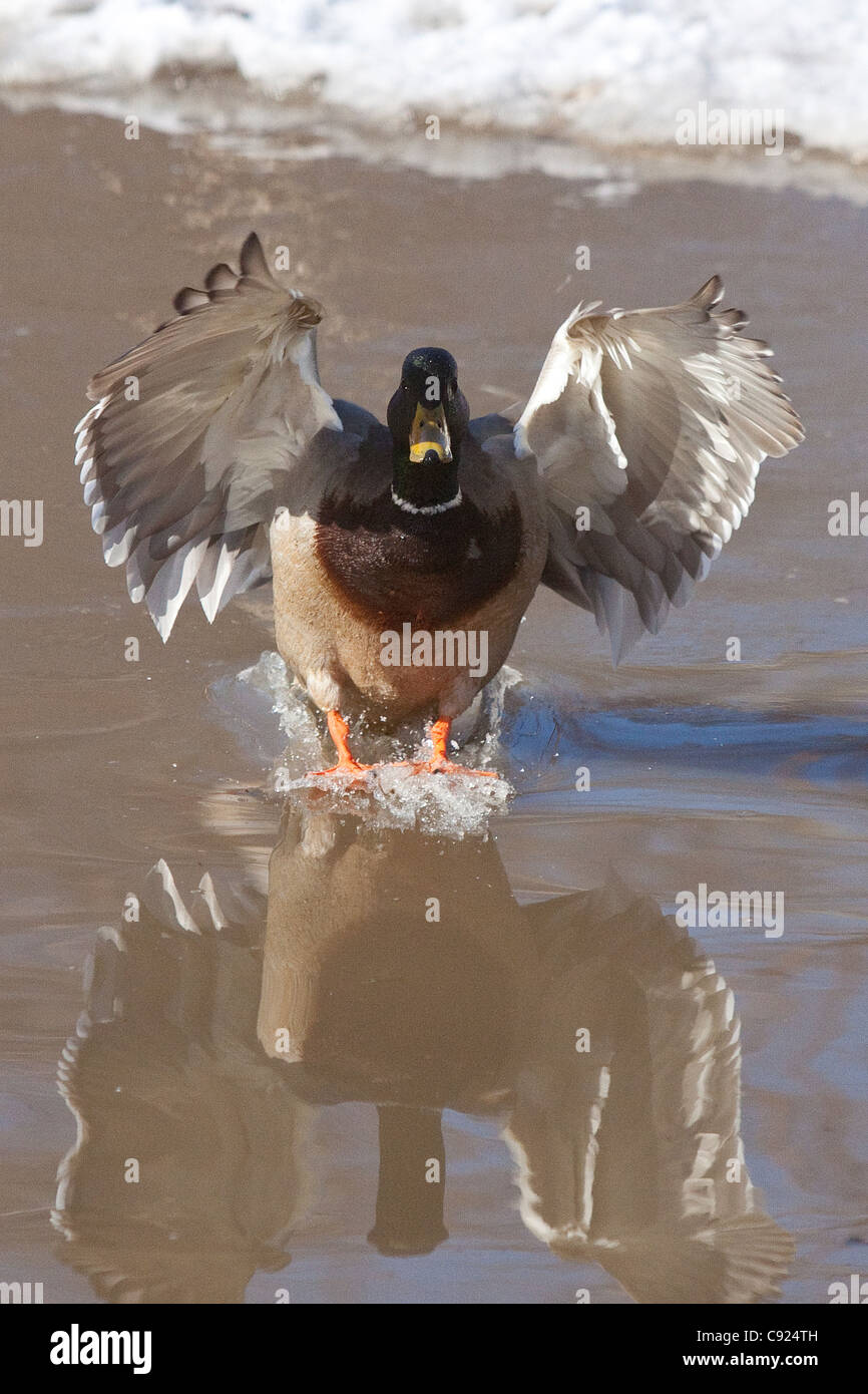 Stockente Drake Tassen seine Flügel und Berührungen nach unten in einem Teich in Anchorage, Alaska Yunan, Frühling Stockfoto