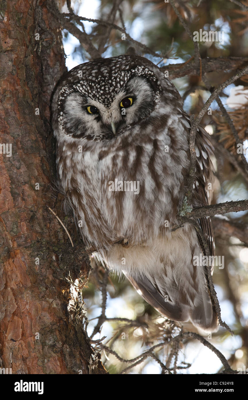 Boreal Eule thront auf einem Ast eines Baumes in Owl Wald, Amherst Island, Ontario, Canada, Winter Stockfoto