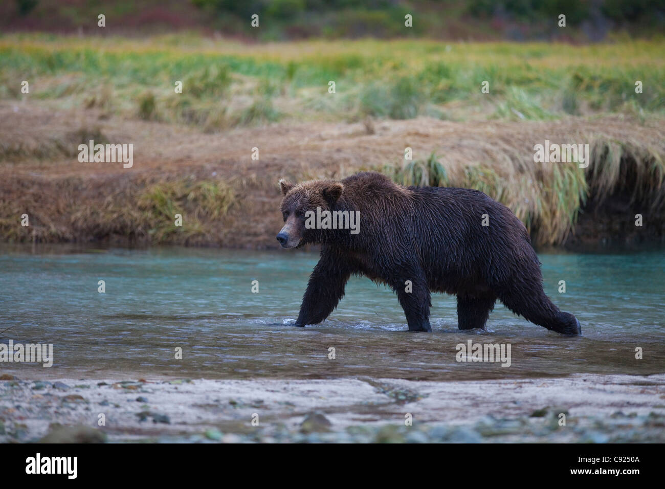 Brauner Bär geht über Kinak Lagune während einer Herbst Lachs laufen, Katmai Nationalpark und Reservat, Alaska-Halbinsel, Alaska Stockfoto